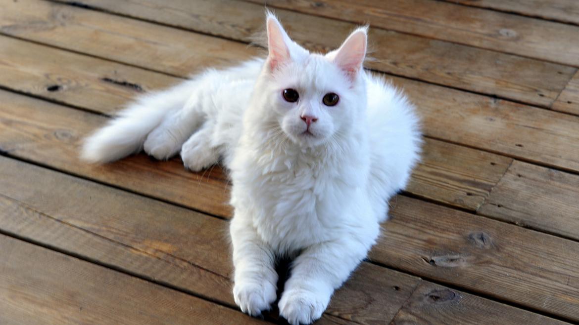 Maine Coon Tiësto billede 10