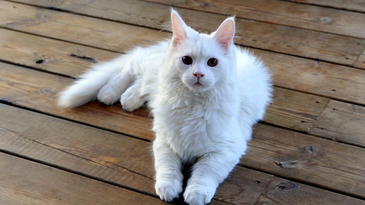 Maine Coon Tiësto billede 11