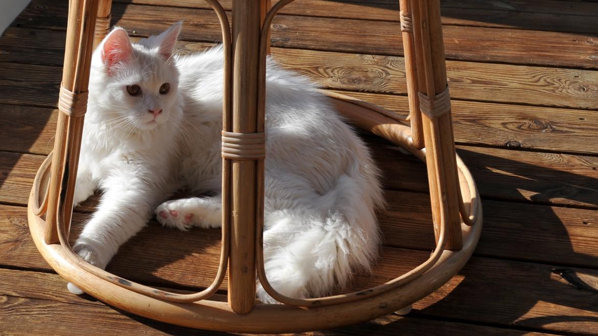 Maine Coon Tiësto billede 12