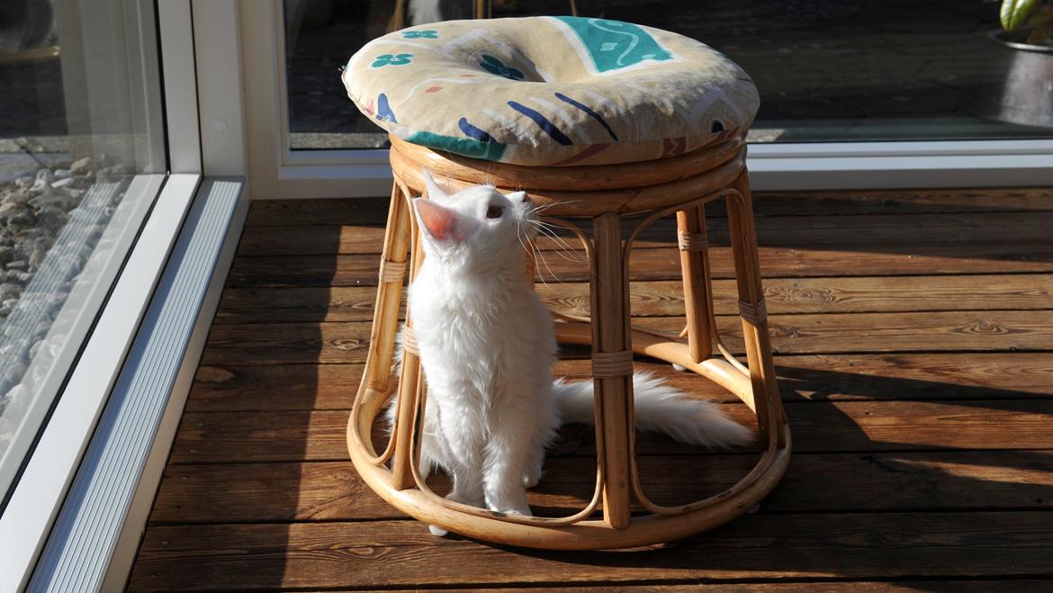 Maine Coon Tiësto billede 13