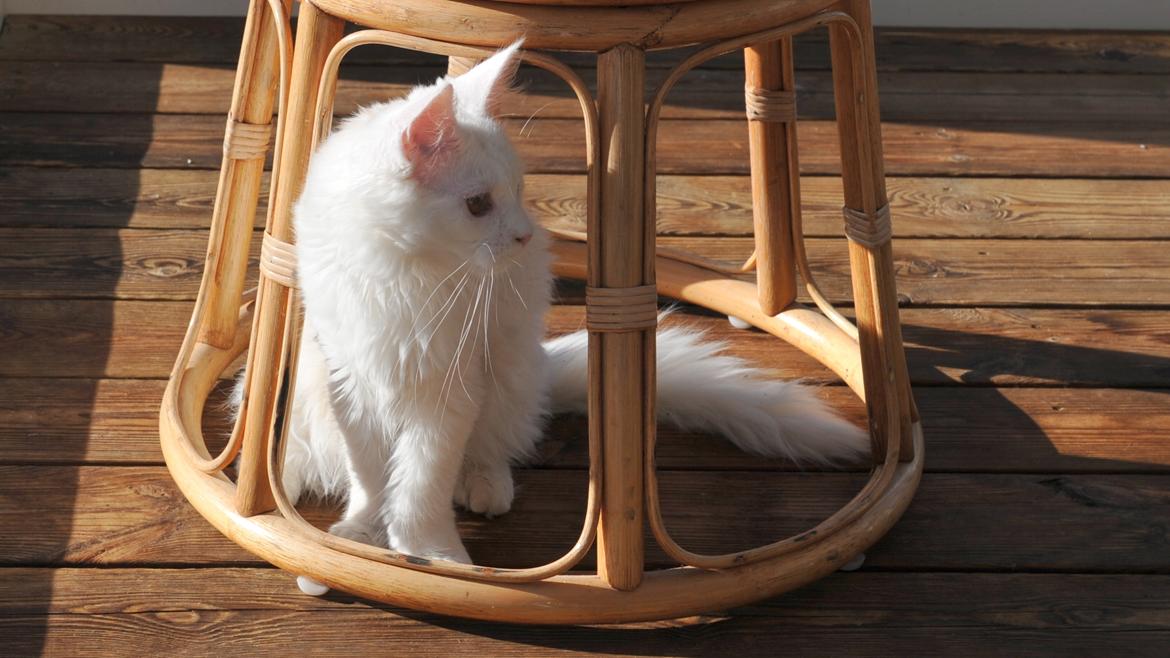 Maine Coon Tiësto billede 14