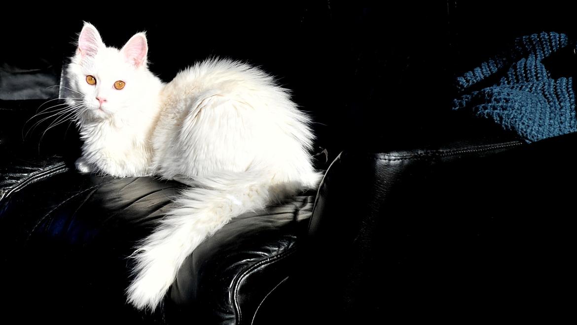 Maine Coon Tiësto billede 15