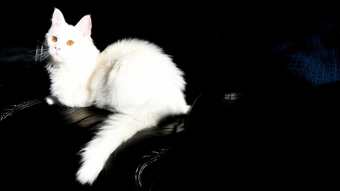 Maine Coon Tiësto billede 16