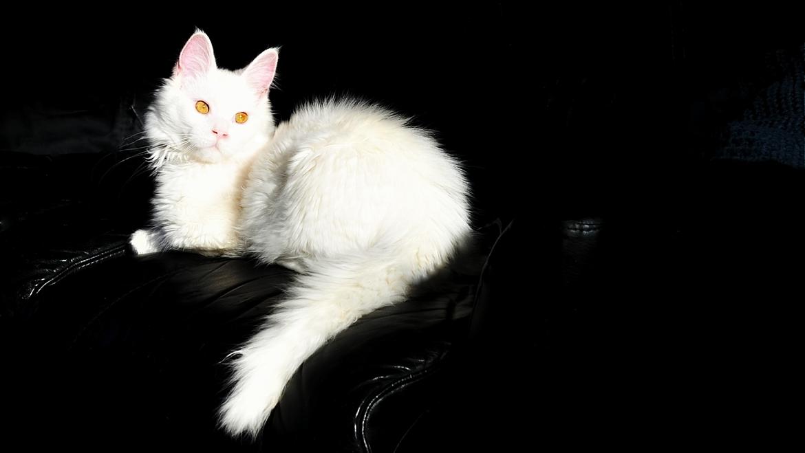 Maine Coon Tiësto billede 17