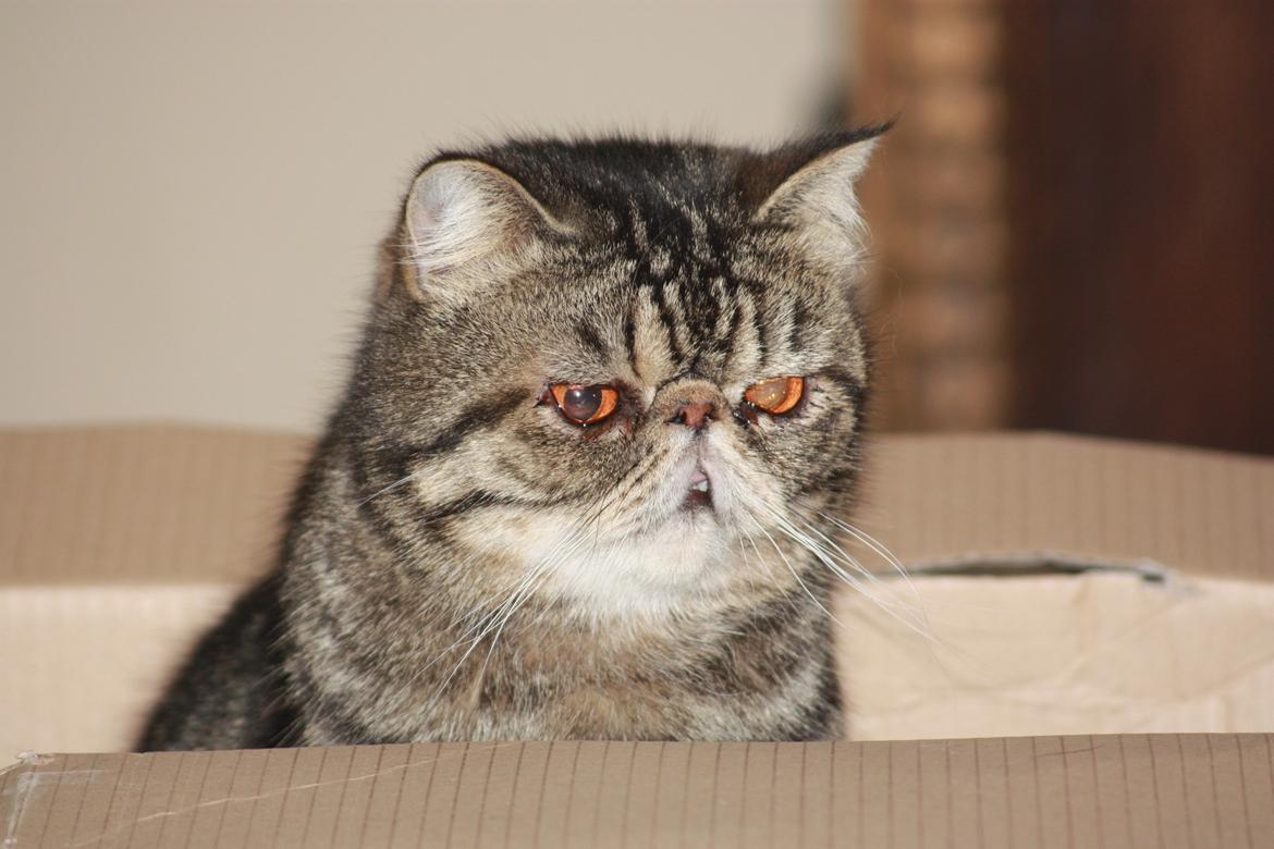 Exotic Sofus *18.09.2006 - 31.10.2012* - Sofus fandt lige en kasse :o) billede 2