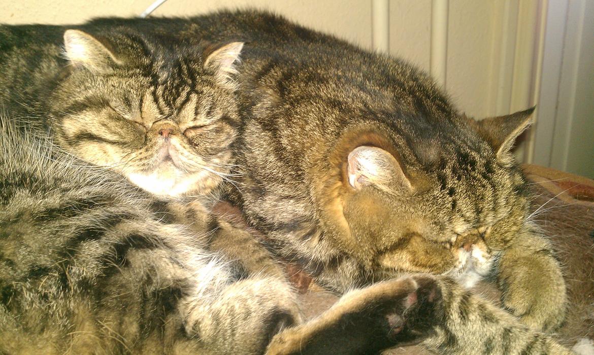 Exotic Sofus *18.09.2006 - 31.10.2012* - Hygger med Anton billede 3