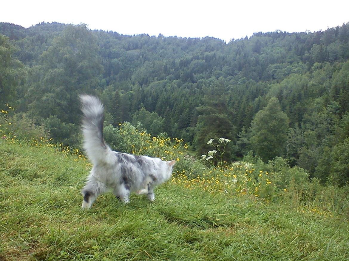 Norsk Skovkat Misha mi amore <3 - Mulle med udsigten til de store Norske Bjerge : Taget uden for vores gårds hoved dør ^^  billede 14
