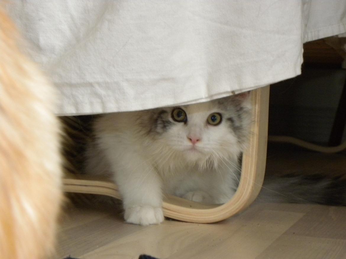 Maine Coon UniqueCoon`s Santa Rose billede 6