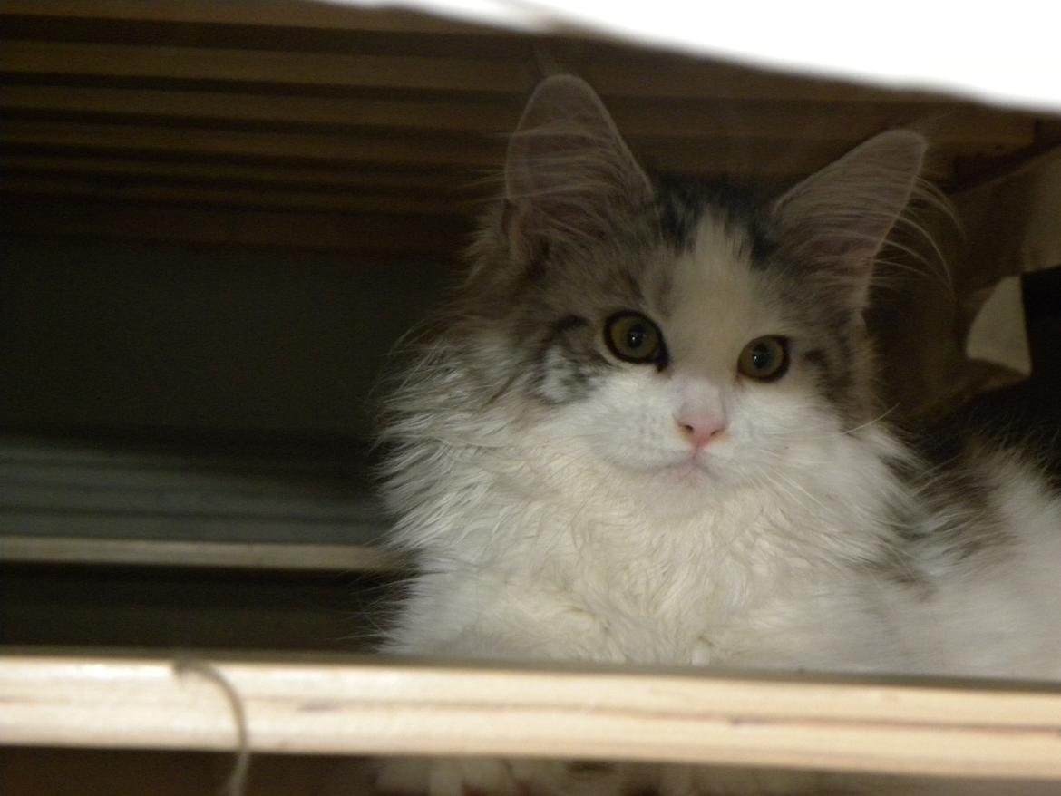 Maine Coon UniqueCoon`s Santa Rose billede 7