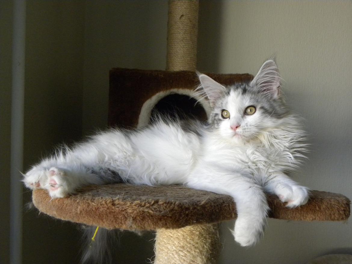 Maine Coon UniqueCoon`s Santa Rose billede 8