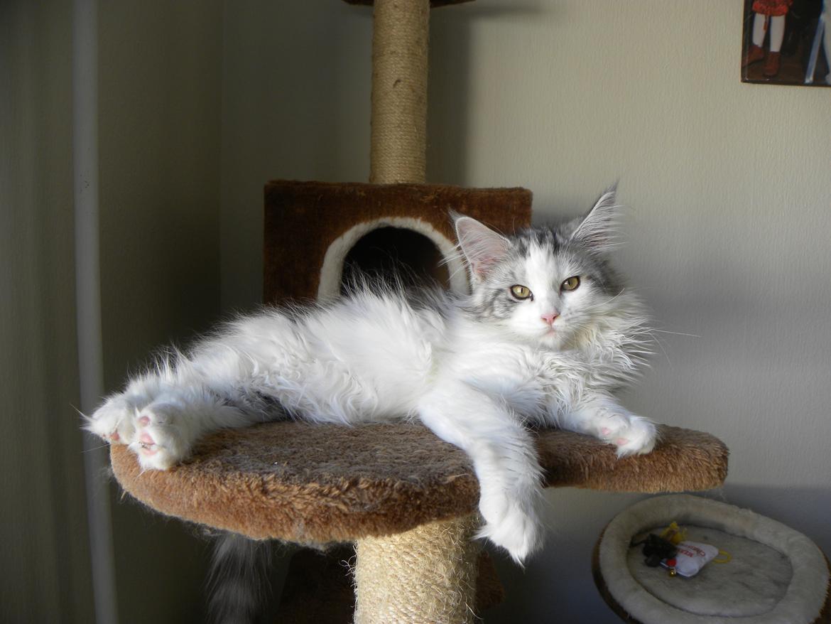 Maine Coon UniqueCoon`s Santa Rose billede 9