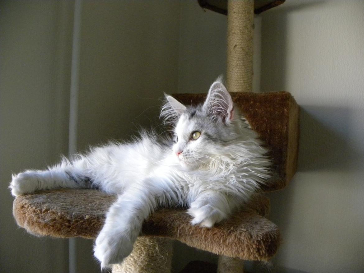 Maine Coon UniqueCoon`s Santa Rose billede 10