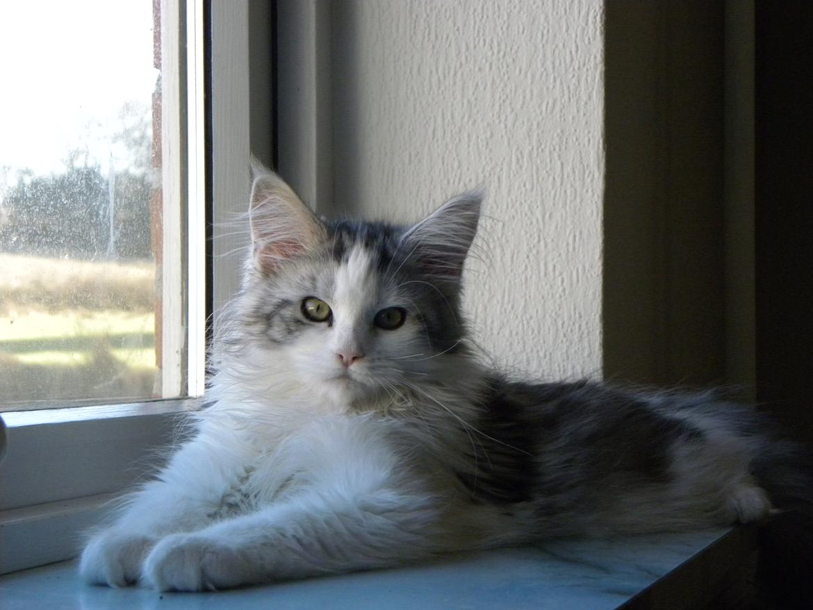 Maine Coon UniqueCoon`s Santa Rose billede 11