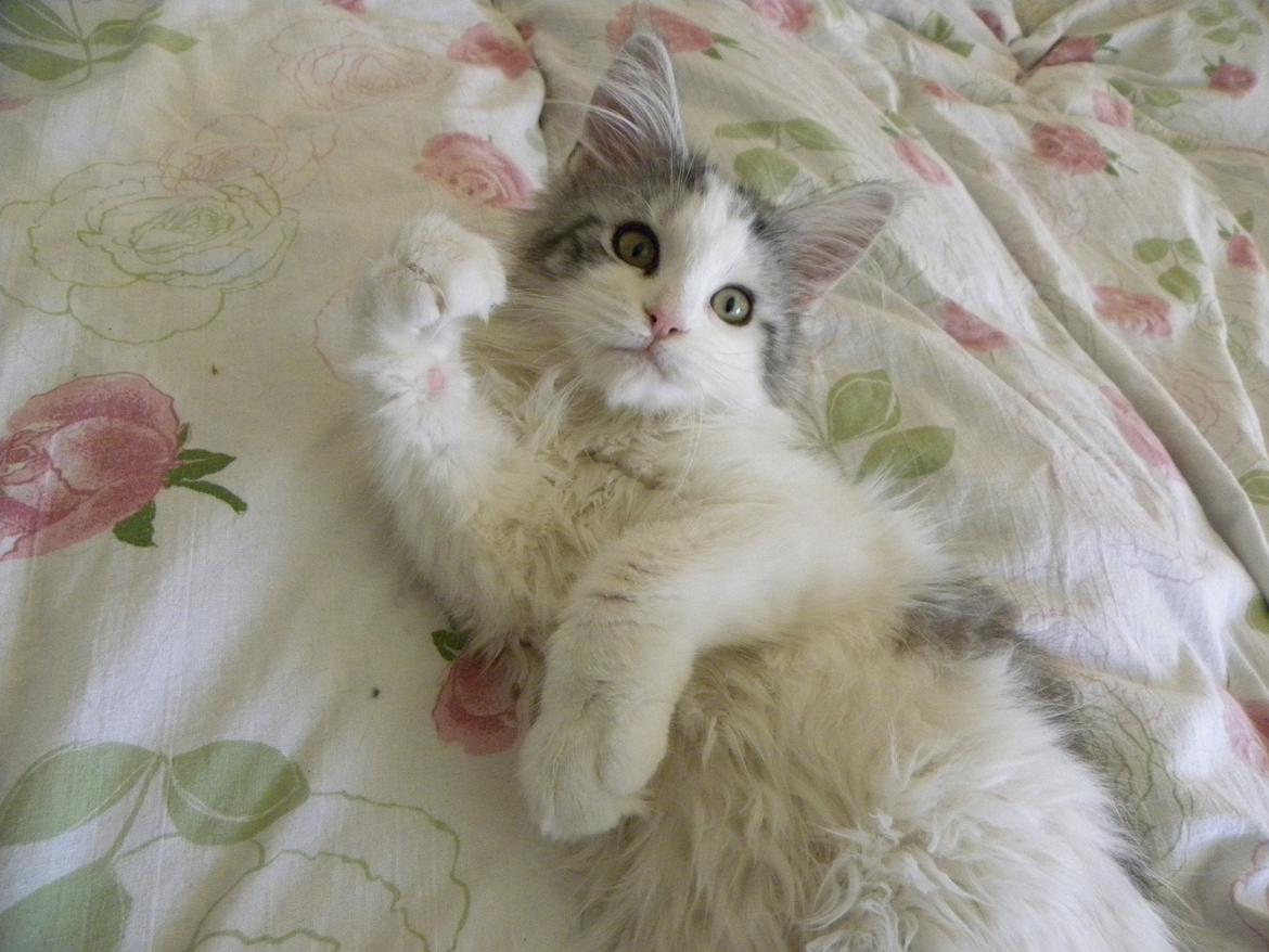 Maine Coon UniqueCoon`s Santa Rose billede 12