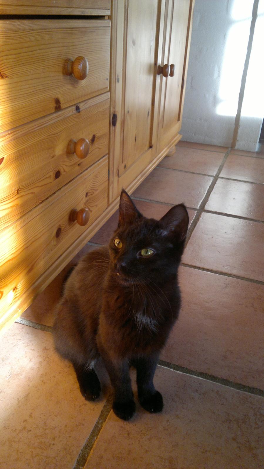 Blanding af racer Panda  Savnet ;( billede 1