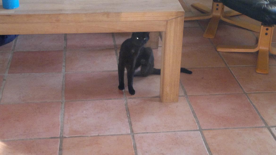 Blanding af racer Panda  Savnet ;( billede 2