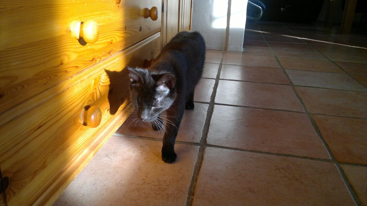 Blanding af racer Panda  Savnet ;( billede 3