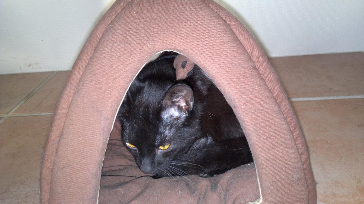 Blanding af racer Panda  Savnet ;( billede 4