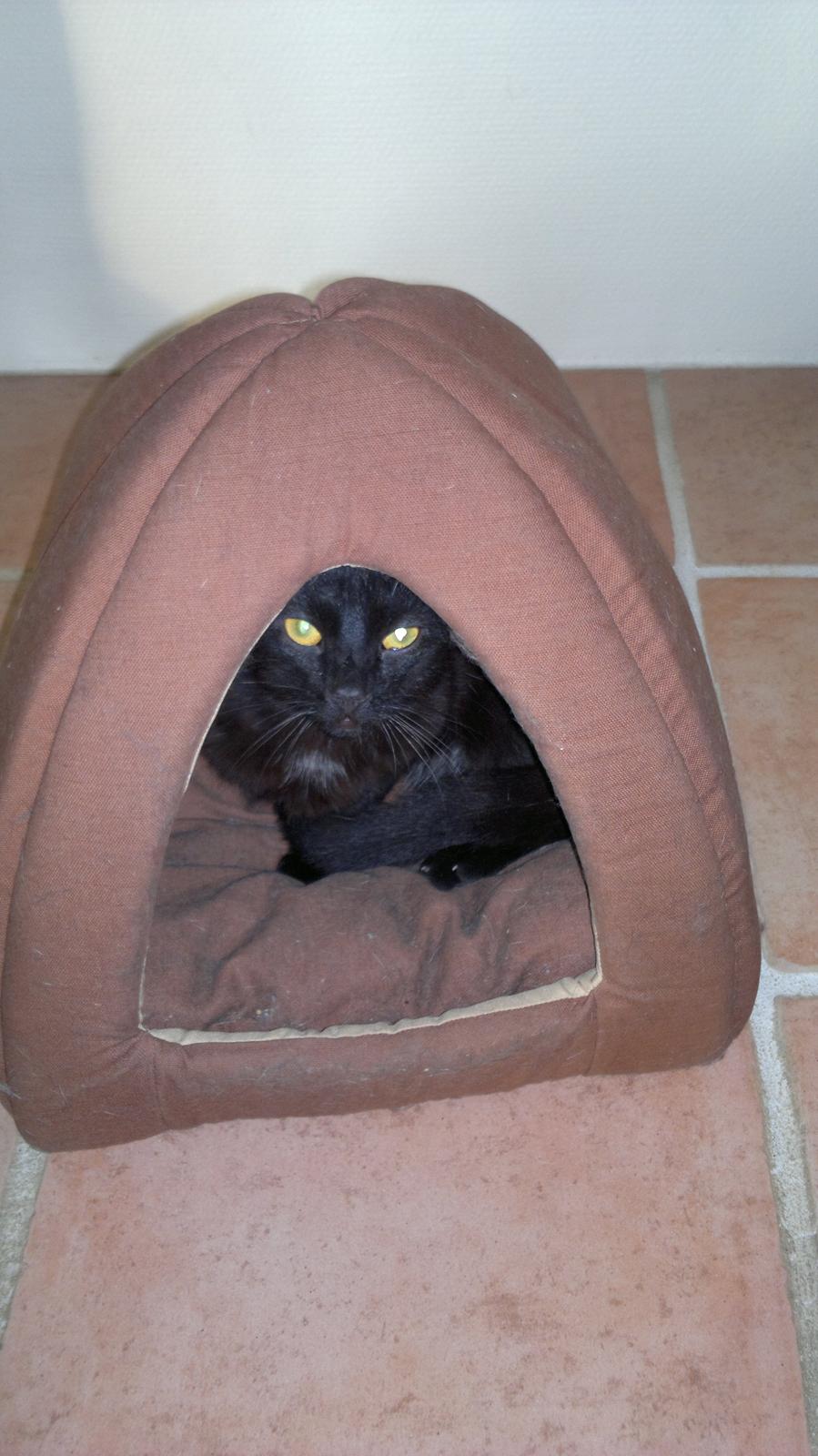 Blanding af racer Panda  Savnet ;( billede 5