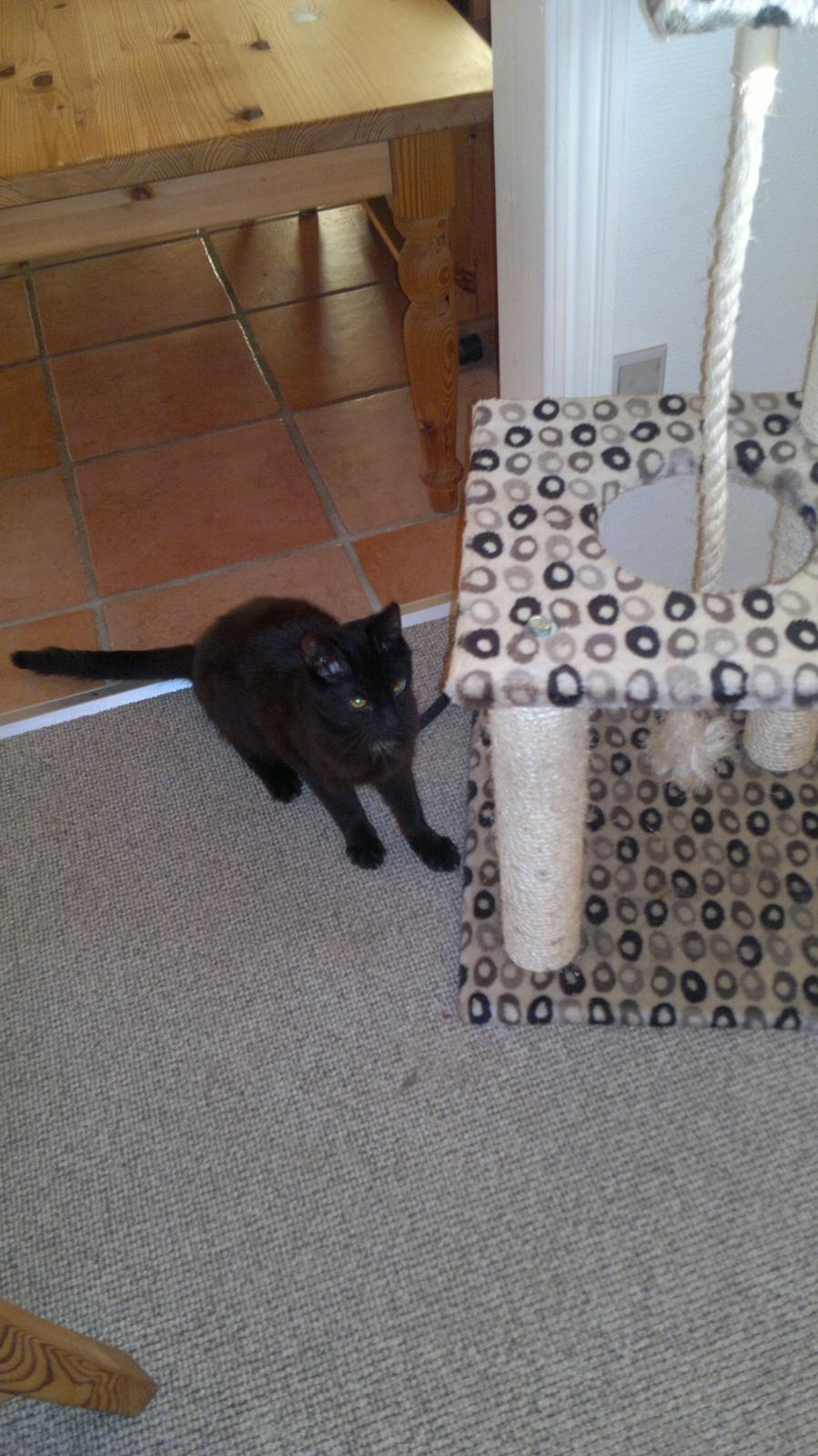 Blanding af racer Panda  Savnet ;( billede 6