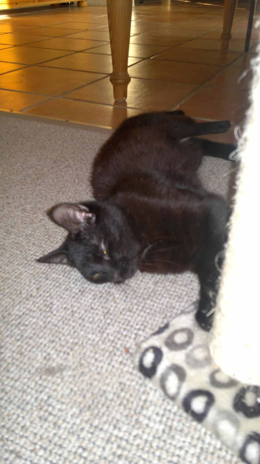 Blanding af racer Panda  Savnet ;( billede 7