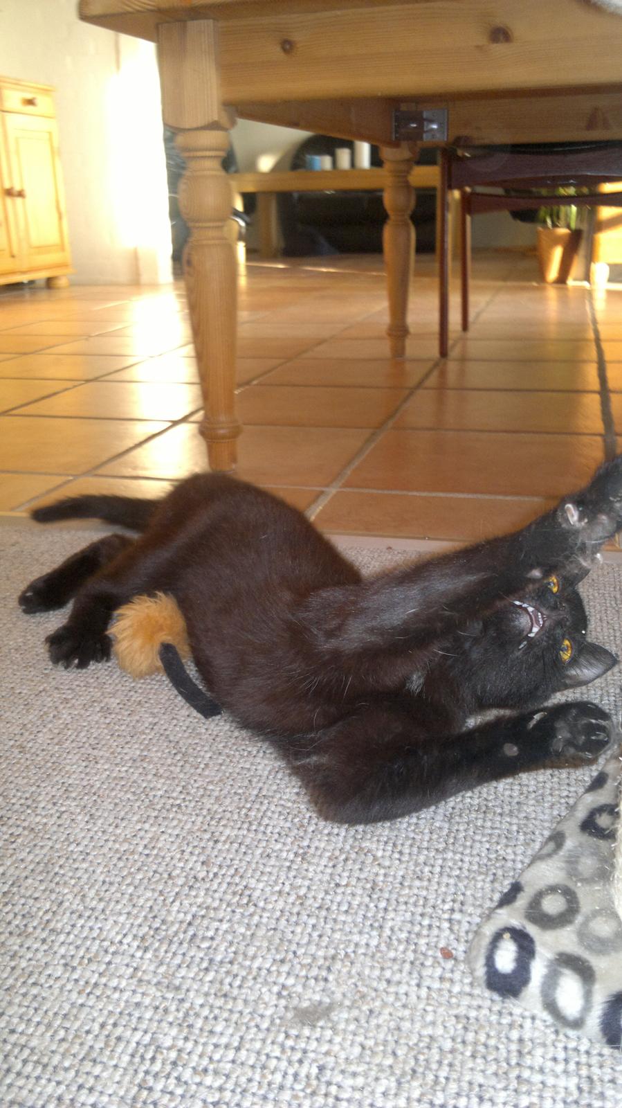 Blanding af racer Panda  Savnet ;( billede 9