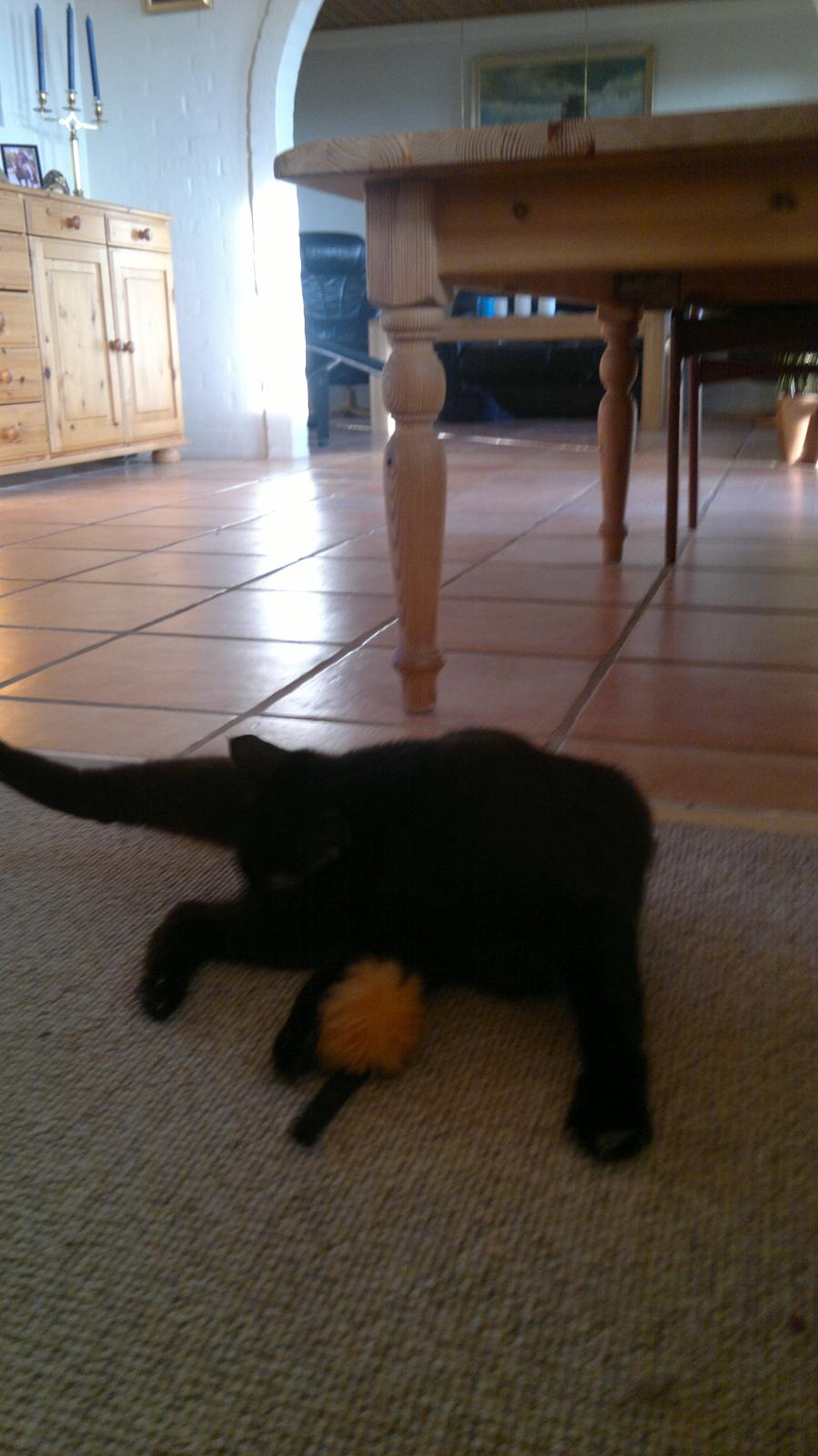 Blanding af racer Panda  Savnet ;( billede 10