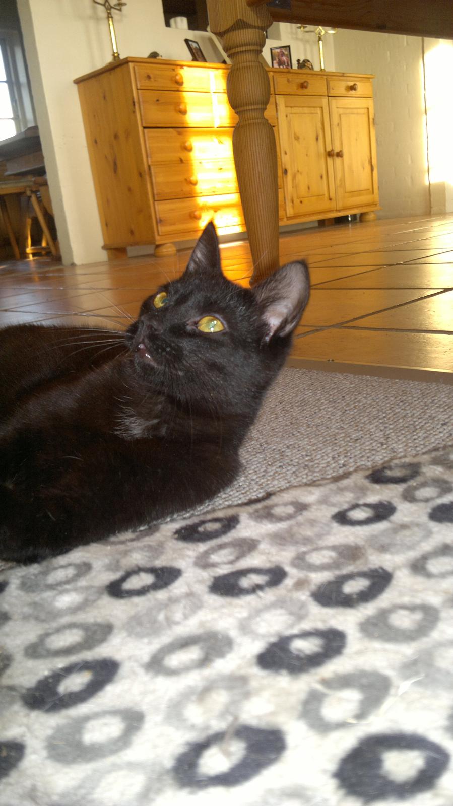 Blanding af racer Panda  Savnet ;( billede 11