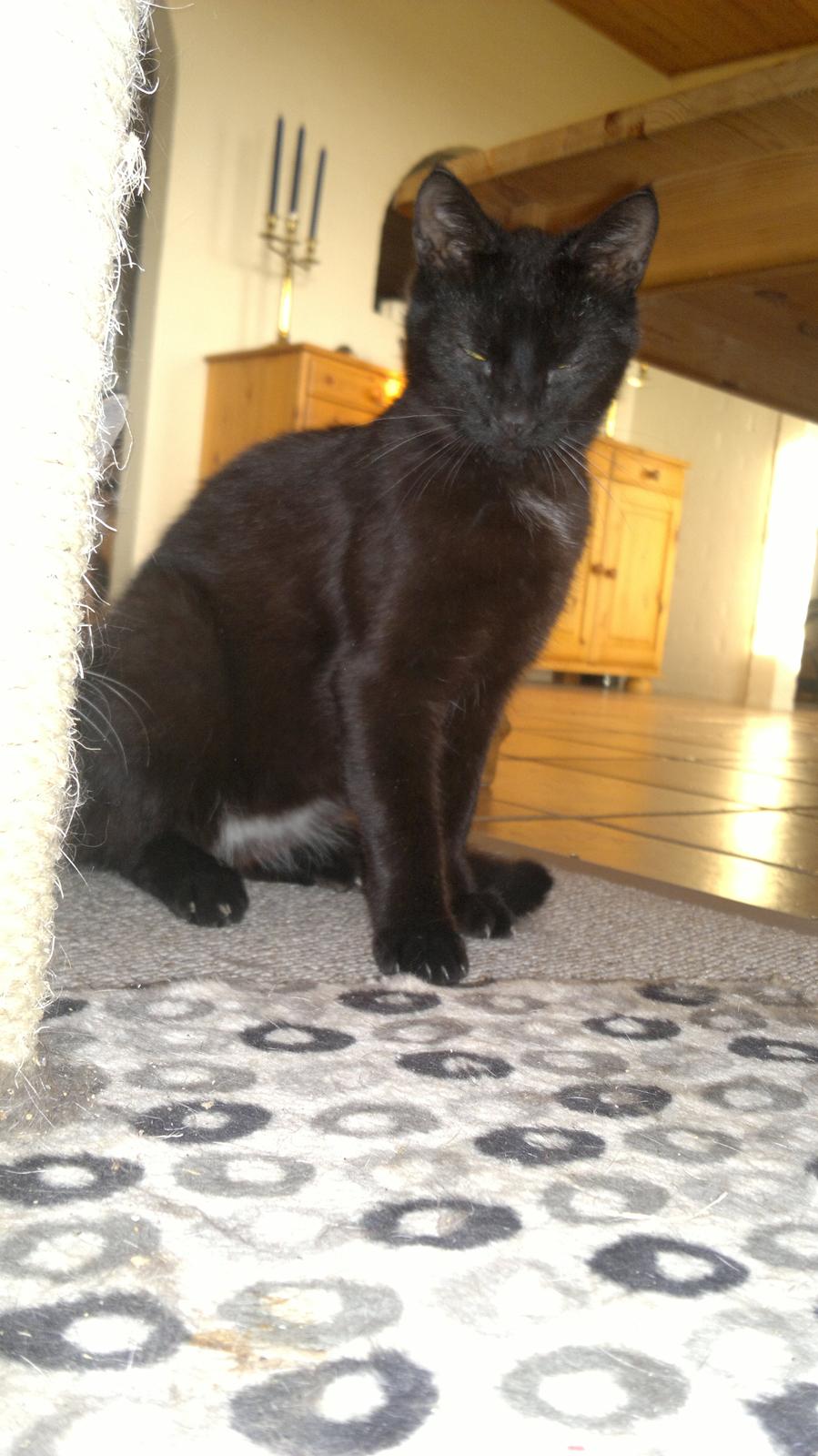 Blanding af racer Panda  Savnet ;( billede 12