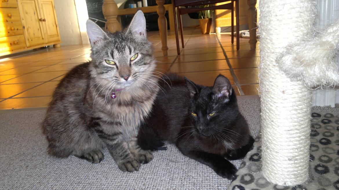 Blanding af racer Panda  Savnet ;( - Bamse til venstre og Panda til højer  billede 13