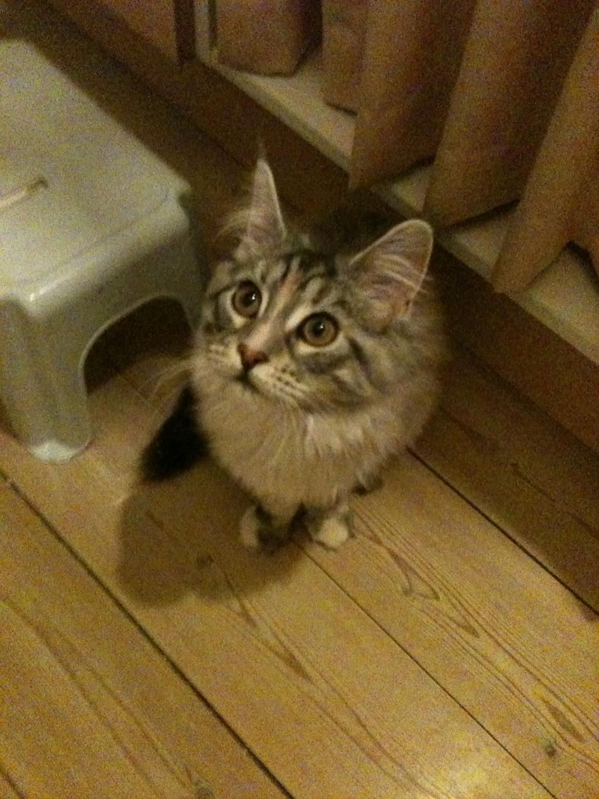 Maine Coon DK Skovlycoon Wendy - Wendy - 4 mdr. billede 17