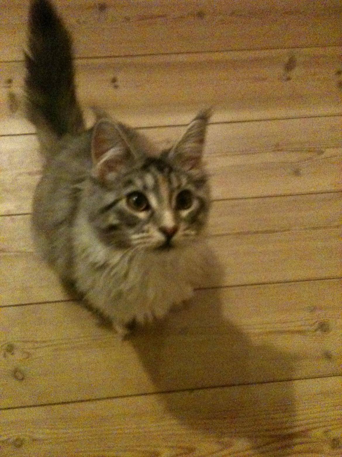 Maine Coon DK Skovlycoon Wendy - Wendy - 4 mdr. billede 15