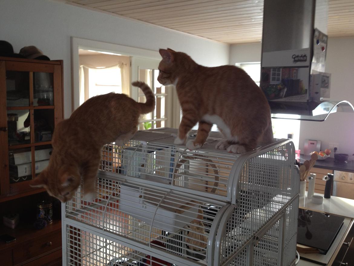 Huskat Simba - Sammen med brormand billede 3