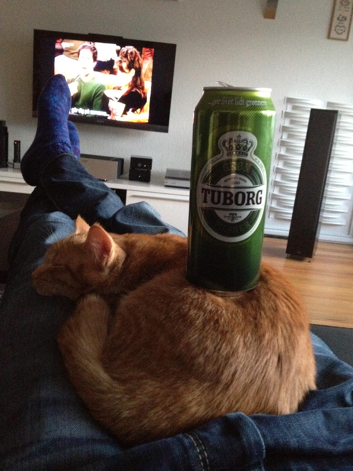 Huskat Simba billede 4