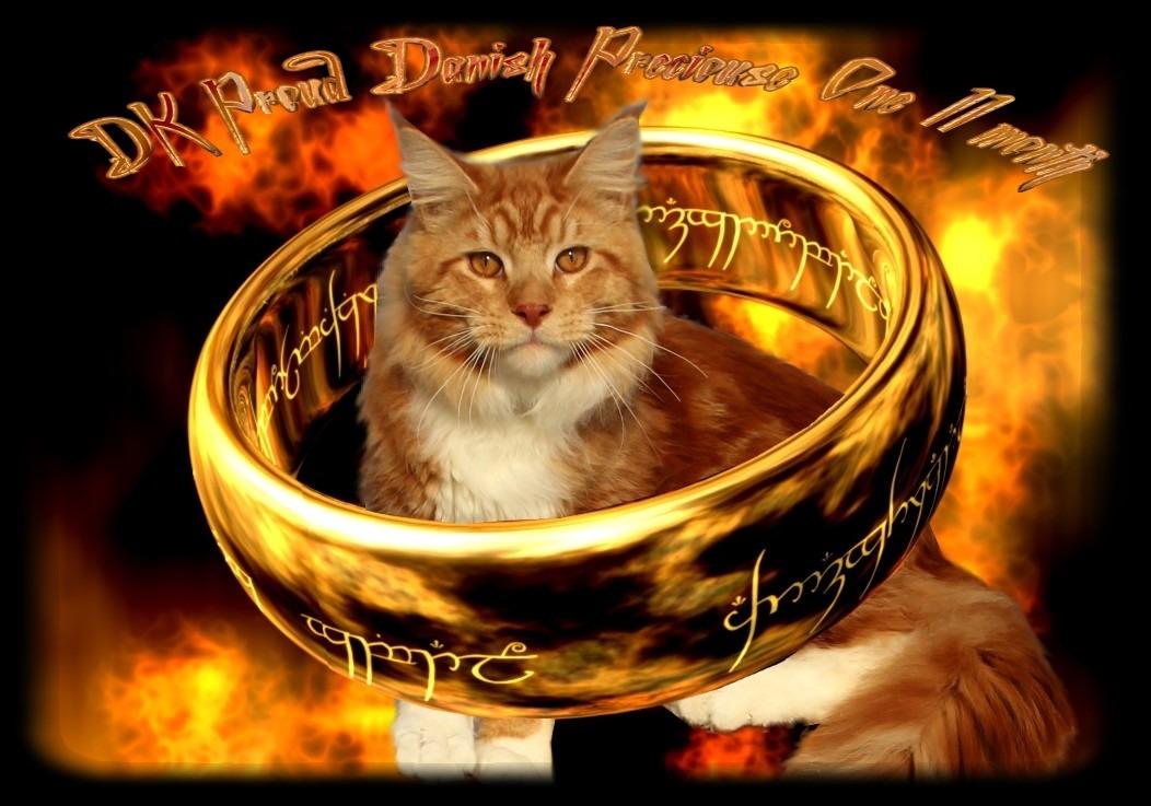 Maine Coon DK Proud Danish Preciouse One billede 2