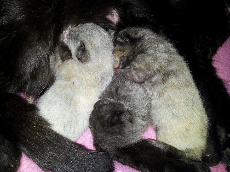 Blanding af racer tis'mis billede 2