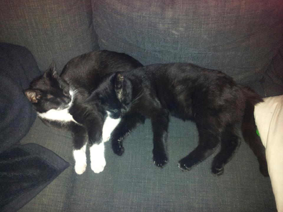 Blanding af racer tis'mis billede 4