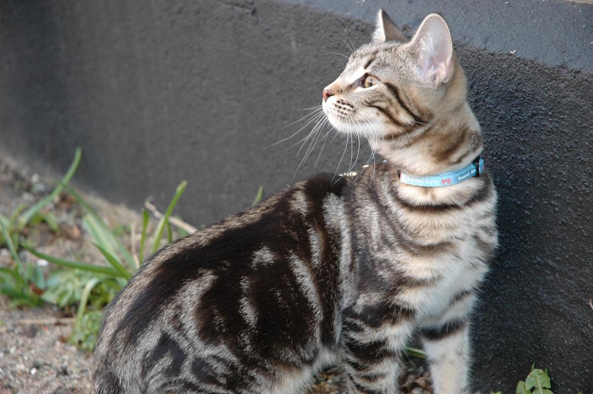 Blanding af racer Hot Chilly billede 10