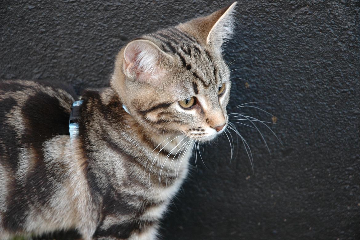 Blanding af racer Hot Chilly billede 6