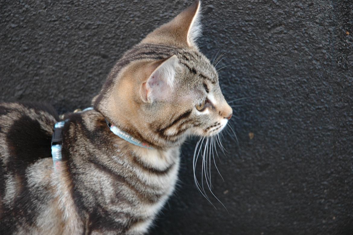 Blanding af racer Hot Chilly billede 16