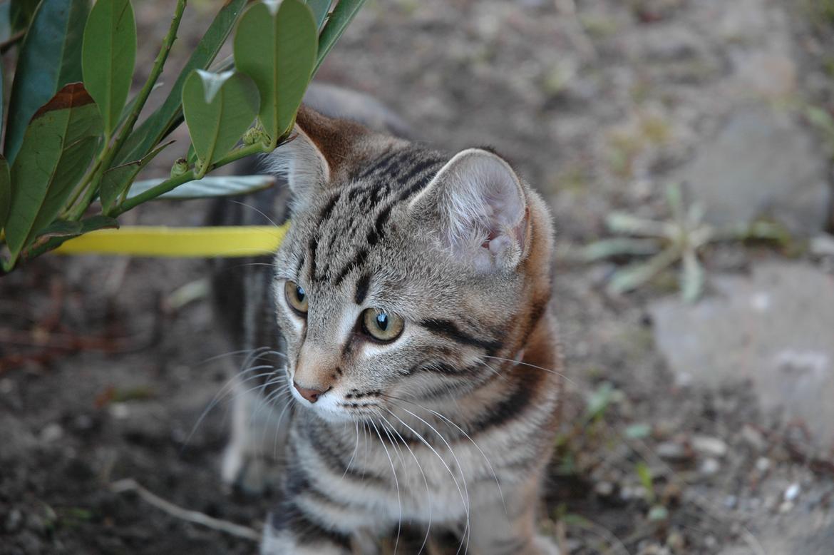 Blanding af racer Hot Chilly billede 17