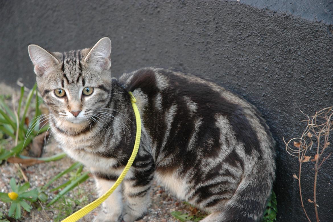 Blanding af racer Hot Chilly billede 8