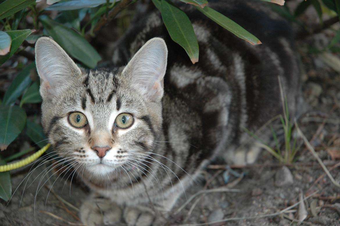 Blanding af racer Hot Chilly billede 18