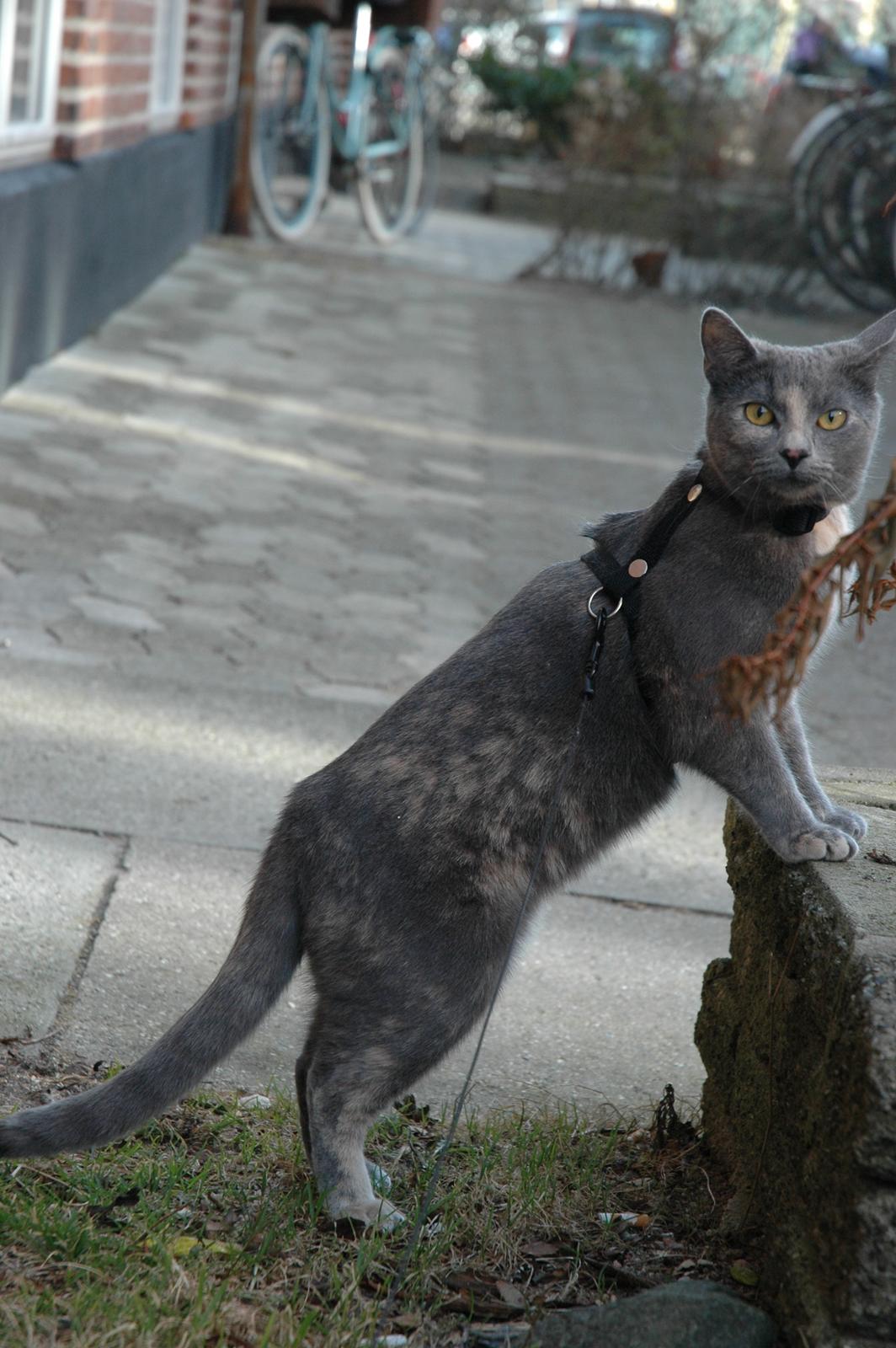 Huskat Mynte Mis billede 9