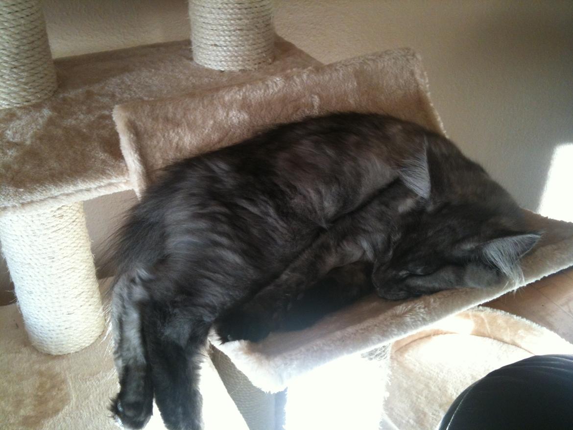 Maine Coon Aslan (Himmelkat)<3 billede 2