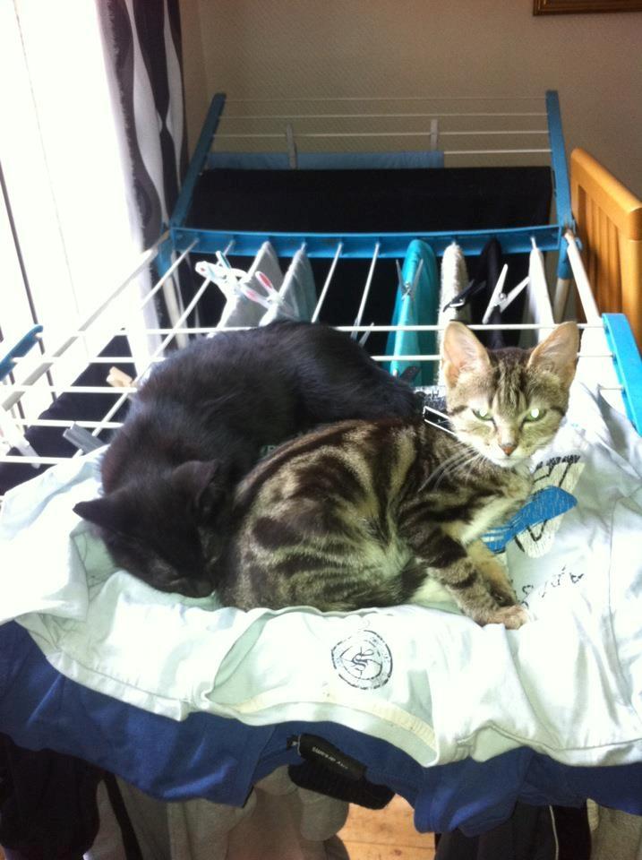 Huskat Luke billede 6