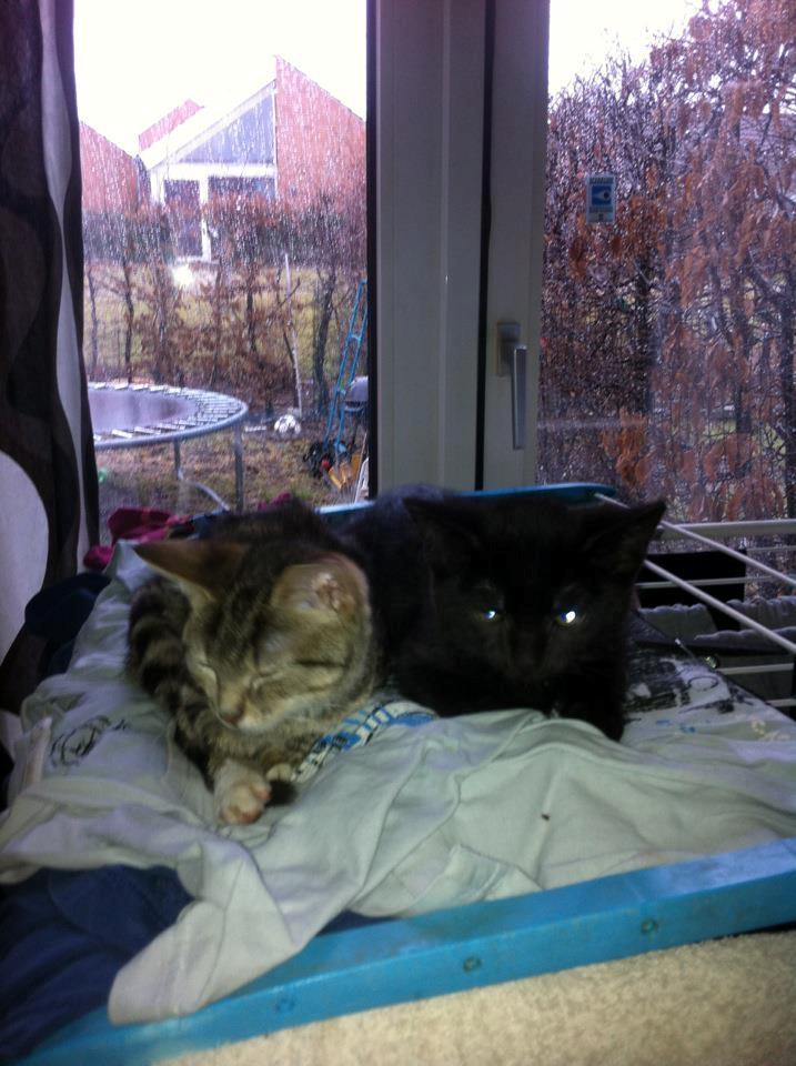 Huskat Luke billede 7