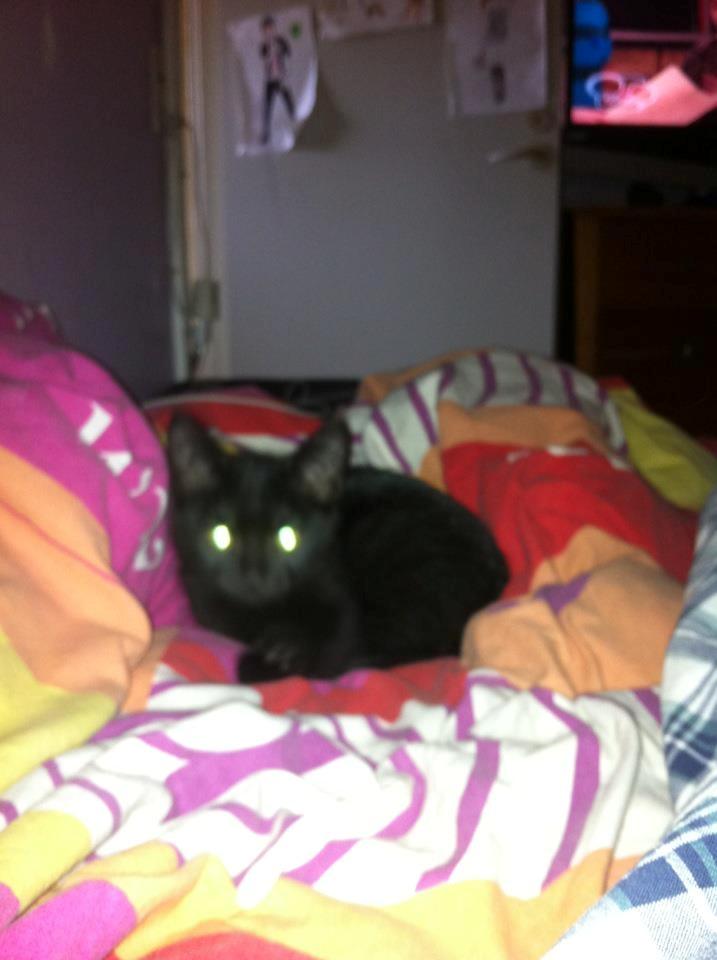 Huskat Luke billede 8