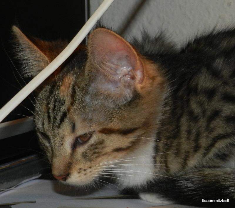 Blanding af racer Pi - har fundet sit yndlings sted billede 14