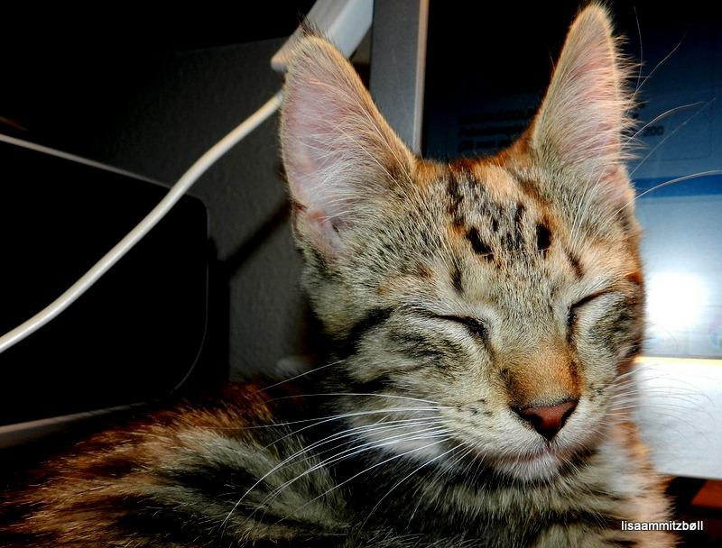 Blanding af racer Pi - spinder næsten konstant billede 16